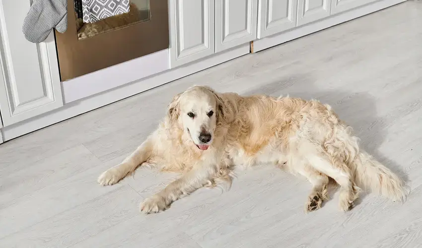 Best Flooring for Homes with Kids and Pets, image 2